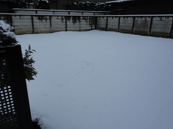 我が家の庭、雪.JPG